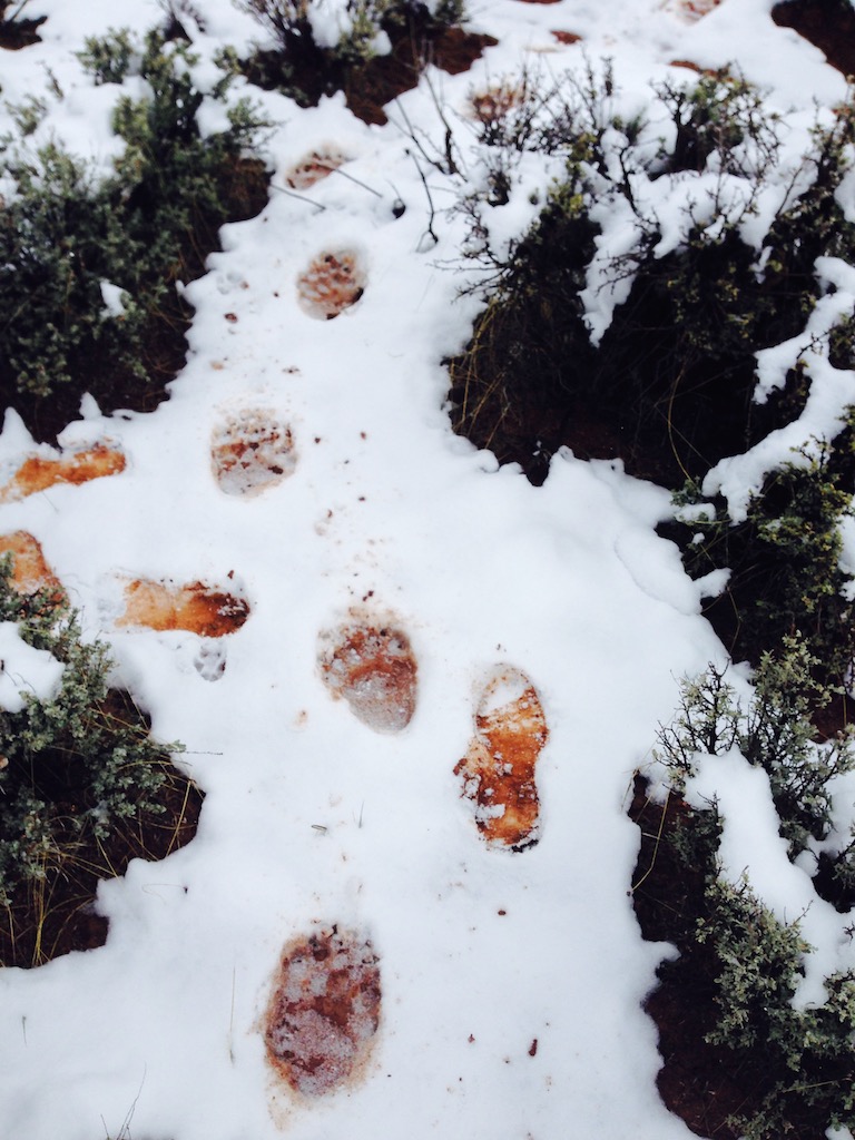 Mcinnis-canyons-backpacking-hiking-camping-bear-tracks